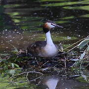 Great Crested Grebe