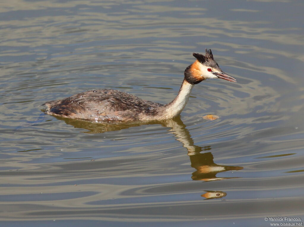 Great Crested Grebeadult, Flight