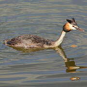 Great Crested Grebe