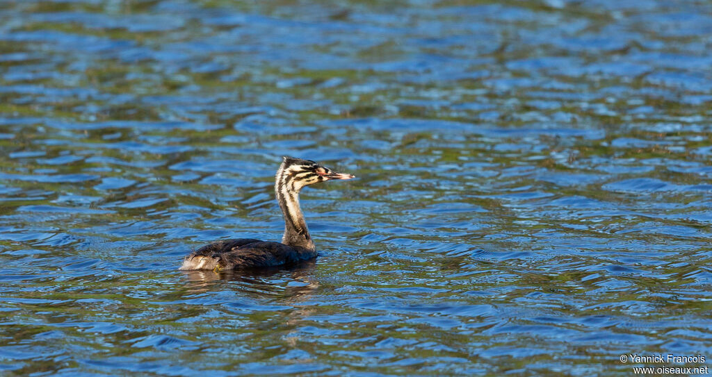 Great Crested Grebeimmature, habitat, aspect, swimming