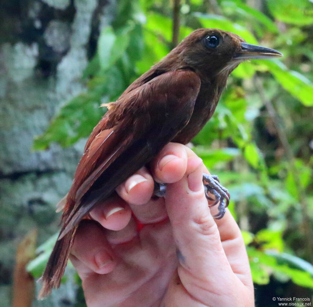 White-chinned Woodcreeperadult, close-up portrait, aspect