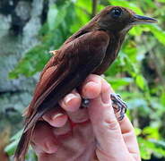 White-chinned Woodcreeper