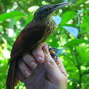 Buff-throated Woodcreeper