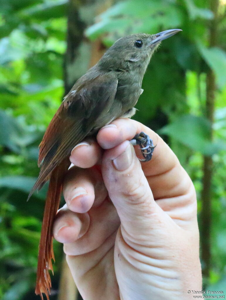 Olivaceous Woodcreeperadult, close-up portrait, aspect