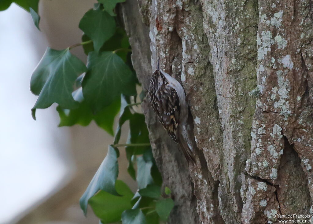 Short-toed Treecreeperadult, habitat, aspect