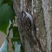 Short-toed Treecreeper