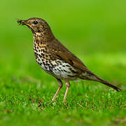 Song Thrush