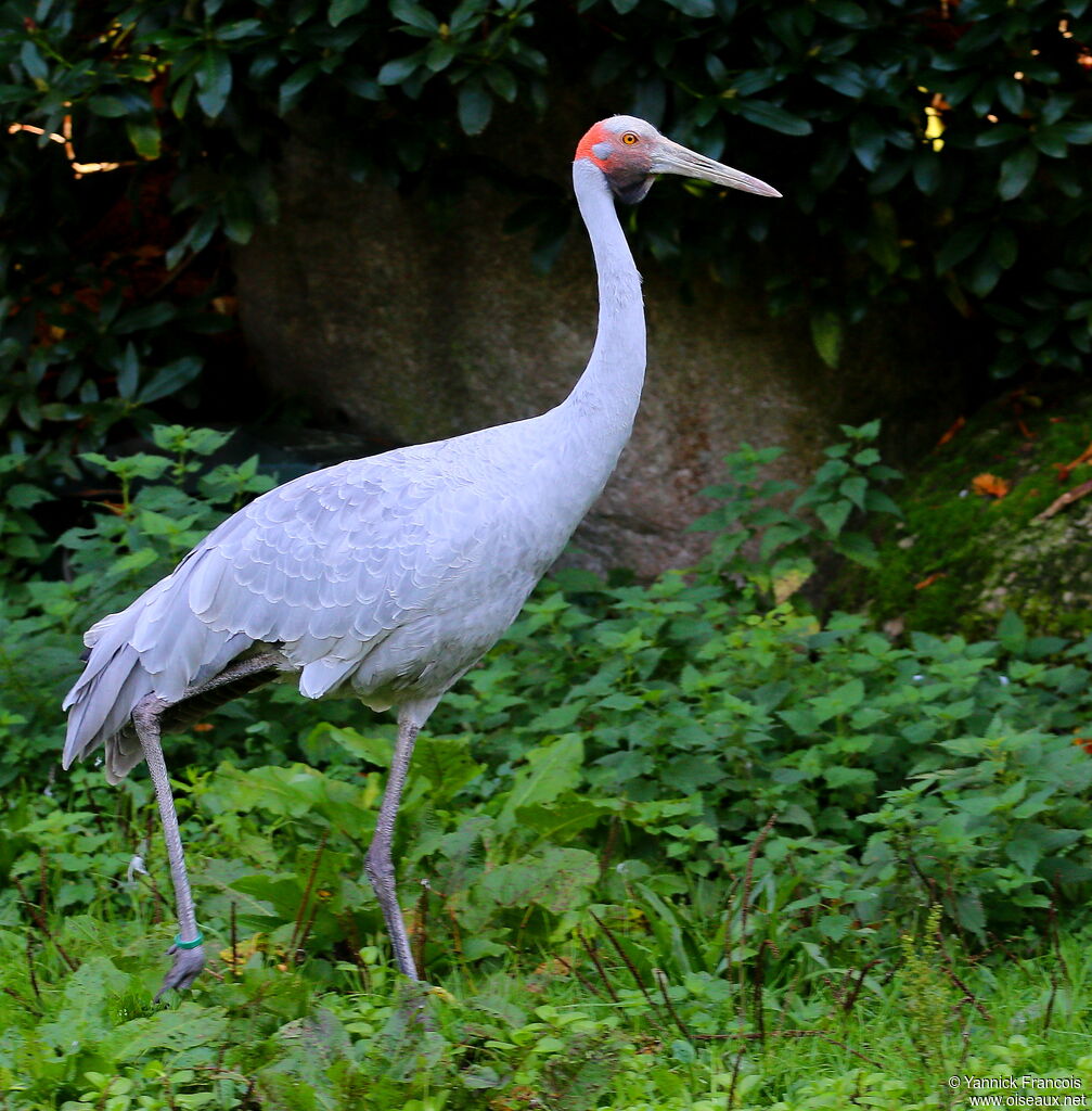 Grue brolgaadulte, identification, composition