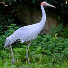 Grue brolga