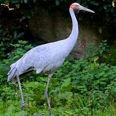 Grue brolga