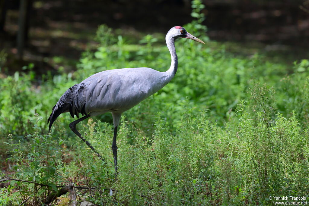 Common Craneadult, identification, aspect, walking