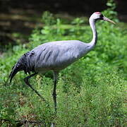 Common Crane