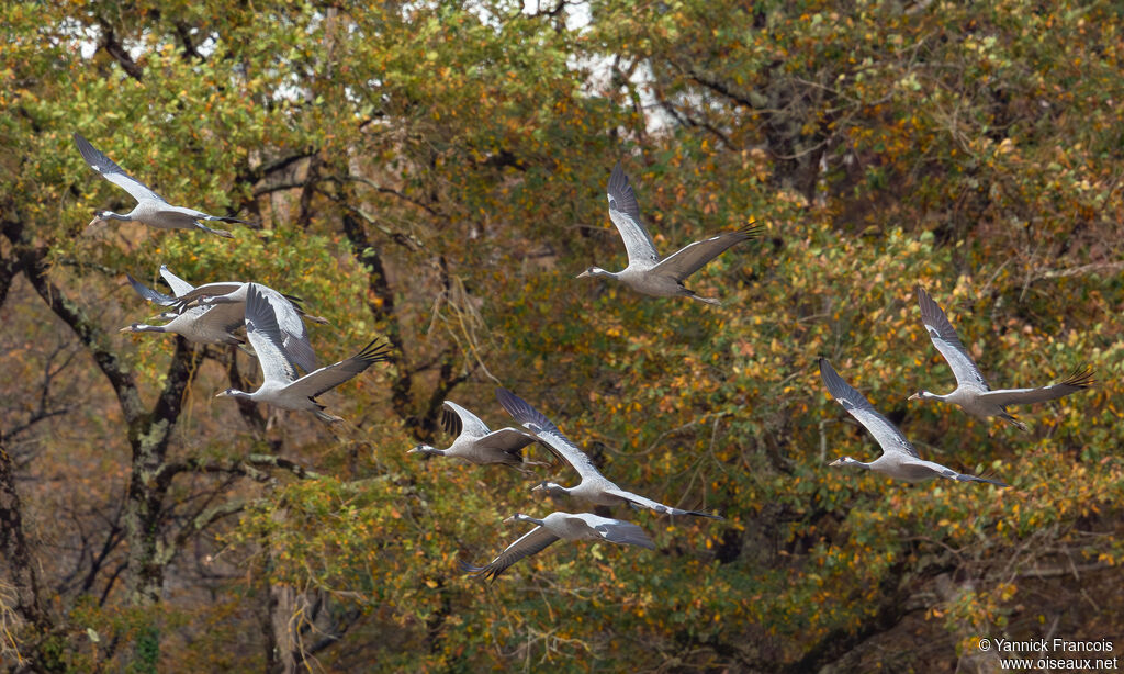 Grue cendréeadulte, composition, Vol