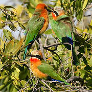 White-fronted Bee-eater