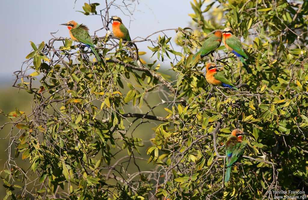 Guêpier à front blancadulte, habitat, composition