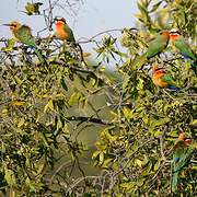 White-fronted Bee-eater