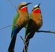 White-fronted Bee-eater