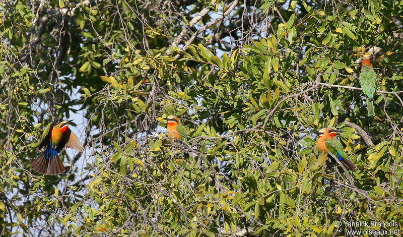 White-fronted Bee-eater, habitat, aspect