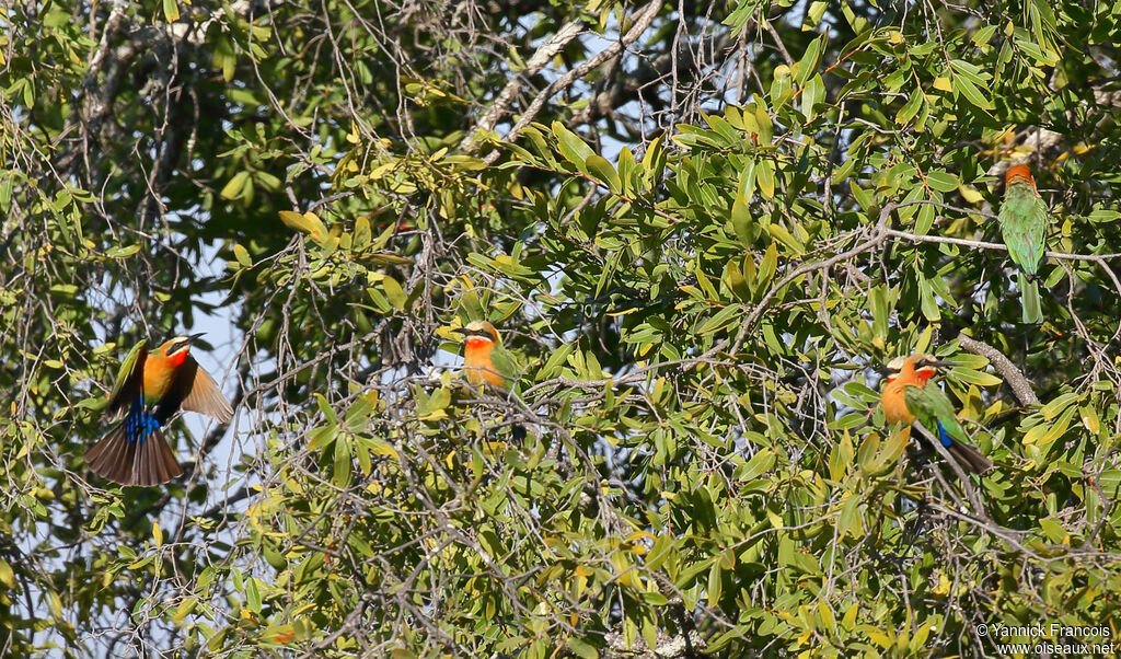 White-fronted Bee-eater, habitat, aspect