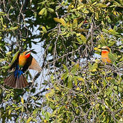 White-fronted Bee-eater