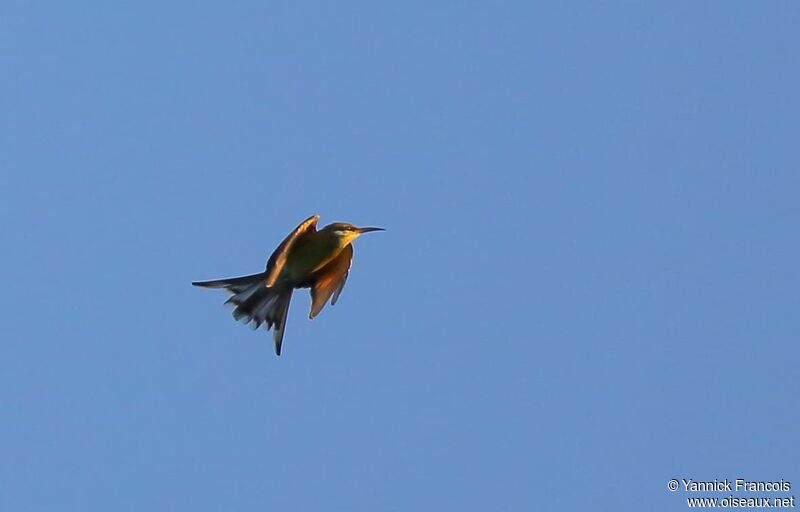 Swallow-tailed Bee-eateradult, aspect, Flight