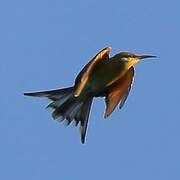 Swallow-tailed Bee-eater