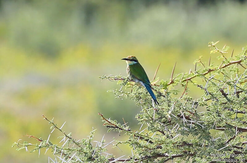 Swallow-tailed Bee-eater, habitat, aspect