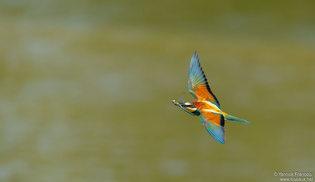 Guêpier d'Europeadulte, composition, Vol, pêche/chasse