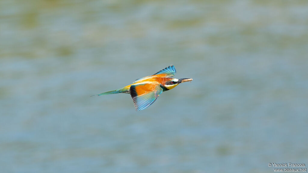 Guêpier d'Europeadulte, composition, Vol, pêche/chasse