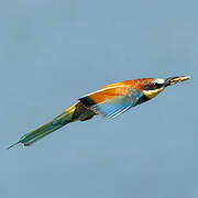 European Bee-eater