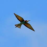 European Bee-eater