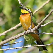 Little Bee-eater