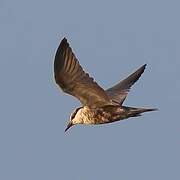 Whiskered Tern