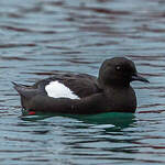Guillemot à miroir