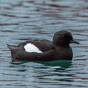 Guillemot à miroir