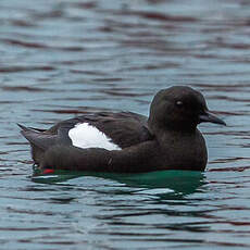 Guillemot à miroir