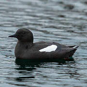 Guillemot à miroir