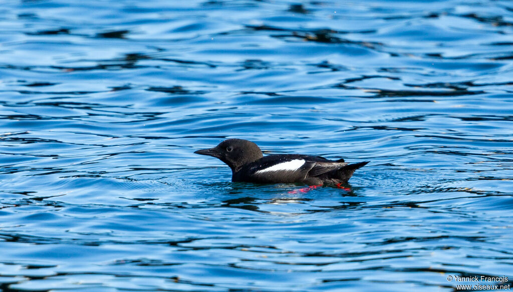 Guillemot à miroiradulte nuptial, identification, composition, nage