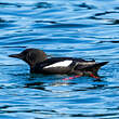 Guillemot à miroir
