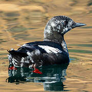 Guillemot à miroir