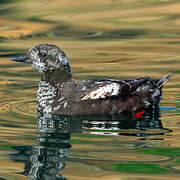 Guillemot à miroir