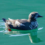 Guillemot à miroir