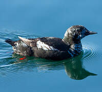 Guillemot à miroir
