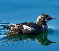 Guillemot à miroir