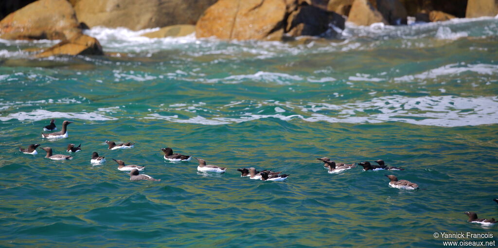 Guillemot de Troïladulte nuptial, habitat, nage