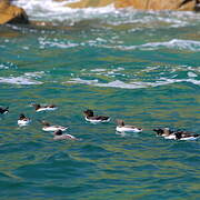 Common Murre