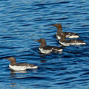 Guillemot de Troïl