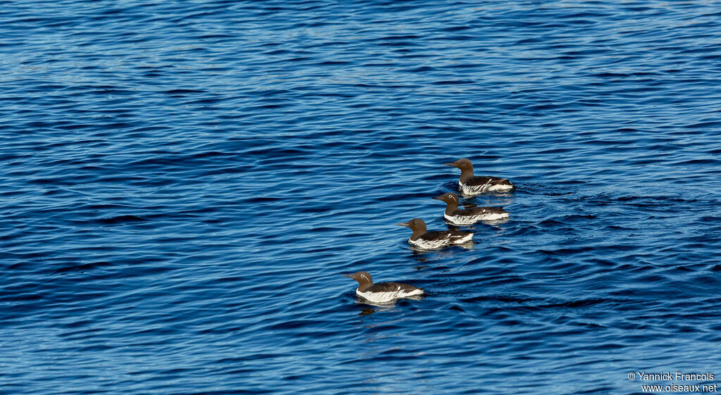 Guillemot de Troïladulte nuptial, habitat, composition, nage