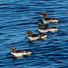 Guillemot de Troïl