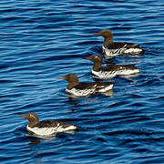 Guillemot de Troïl